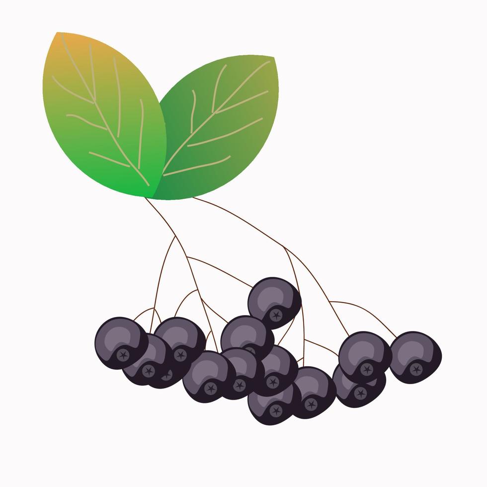 botany chokeberry ripe for your design vector