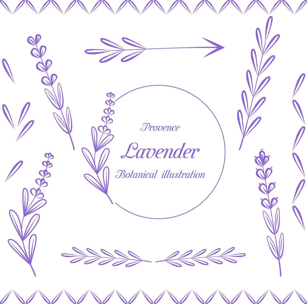 vector. conjunto de elementos de flores de lavanda. ilustración botánica. colección de flores de lavanda purpura sobre un fondo blanco. lavanda dibujada a mano. flores de lavanda aisladas sobre fondo blanco. vector