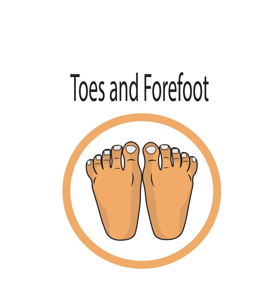 Toes and Forefoot Icon Illustration vector