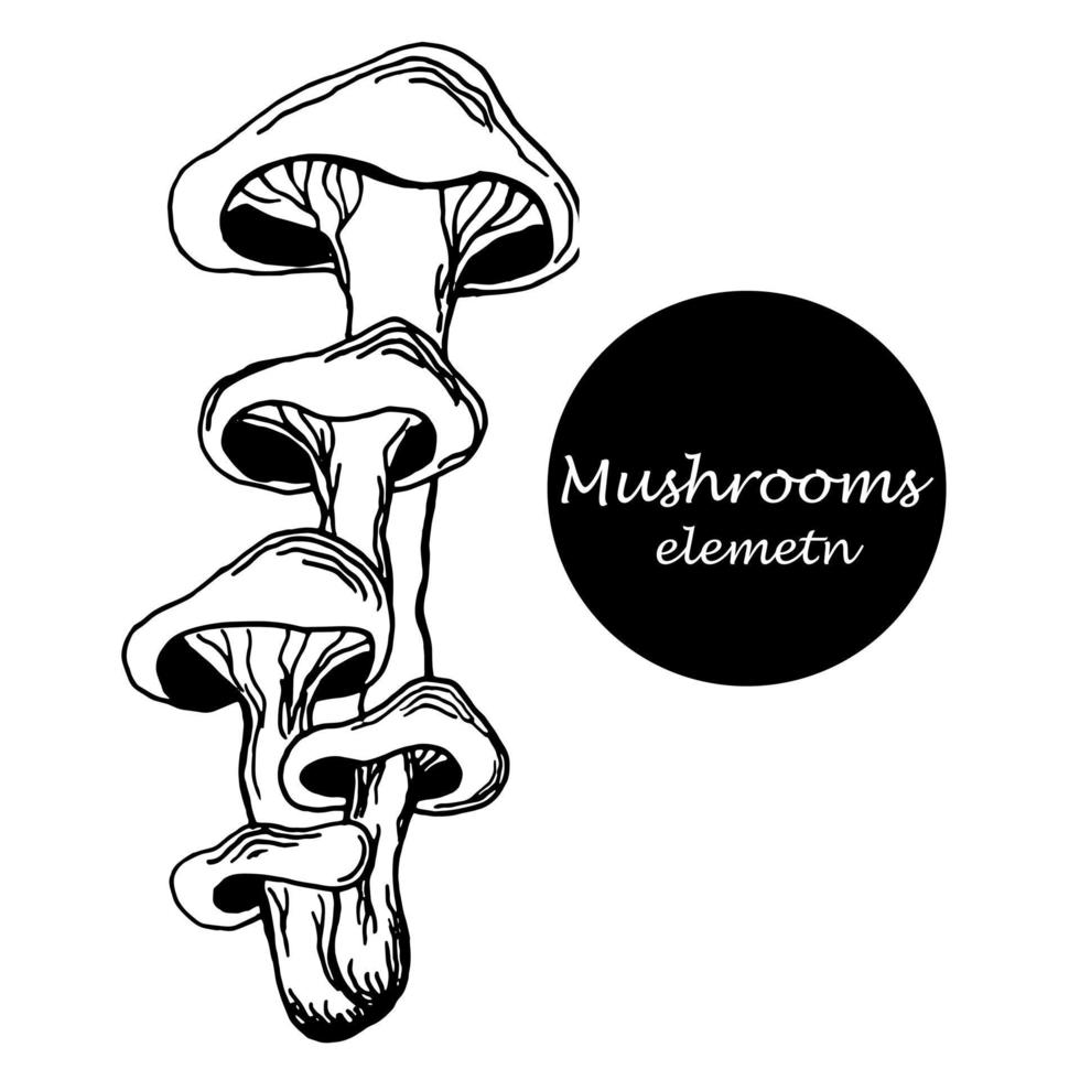 silhouette of mushroom. one element. contour of oyster mushrooms in the style of engraving. graphics are linear. Eco-food vintage vector illustration for print, internet, fabric and infographics.