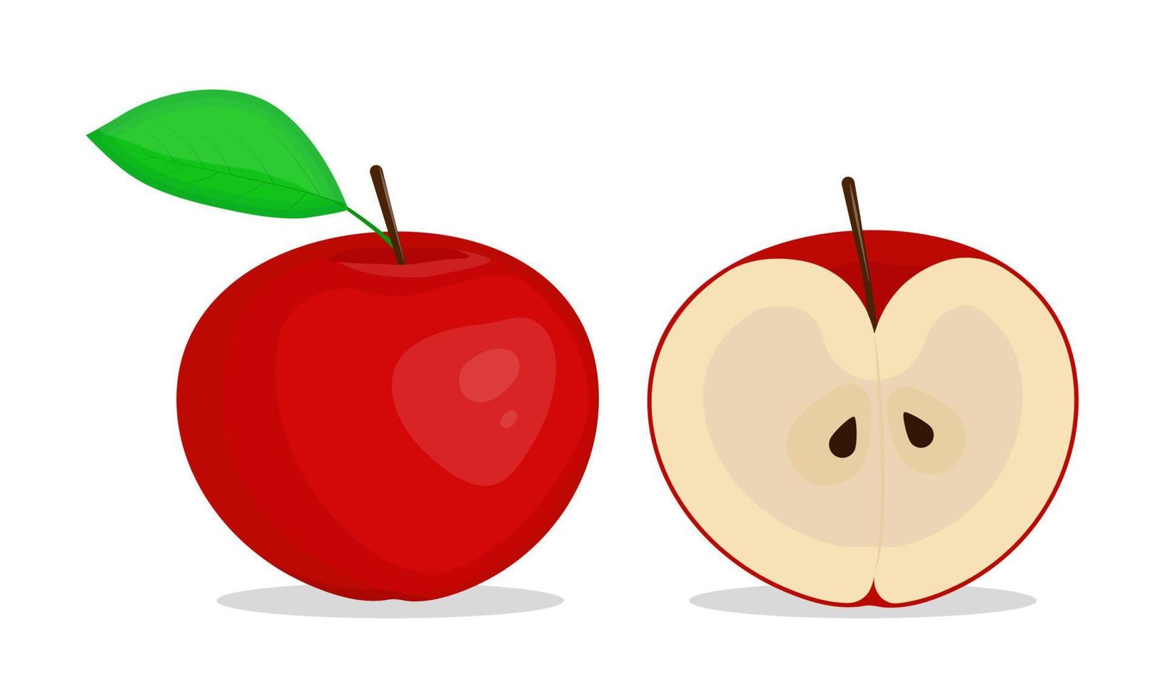 Red apple whole and half vector illustration