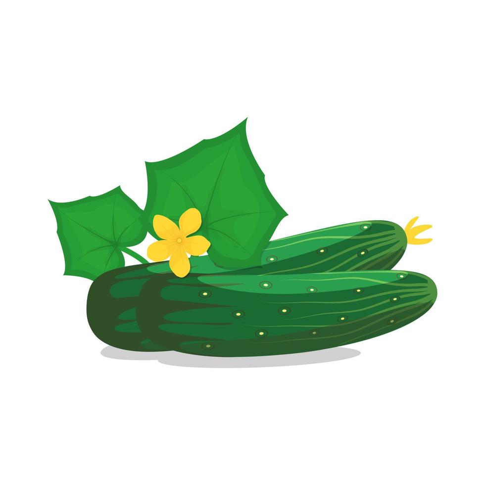 Cucumber with flower and leaves. The concept of growing vegetables. vector