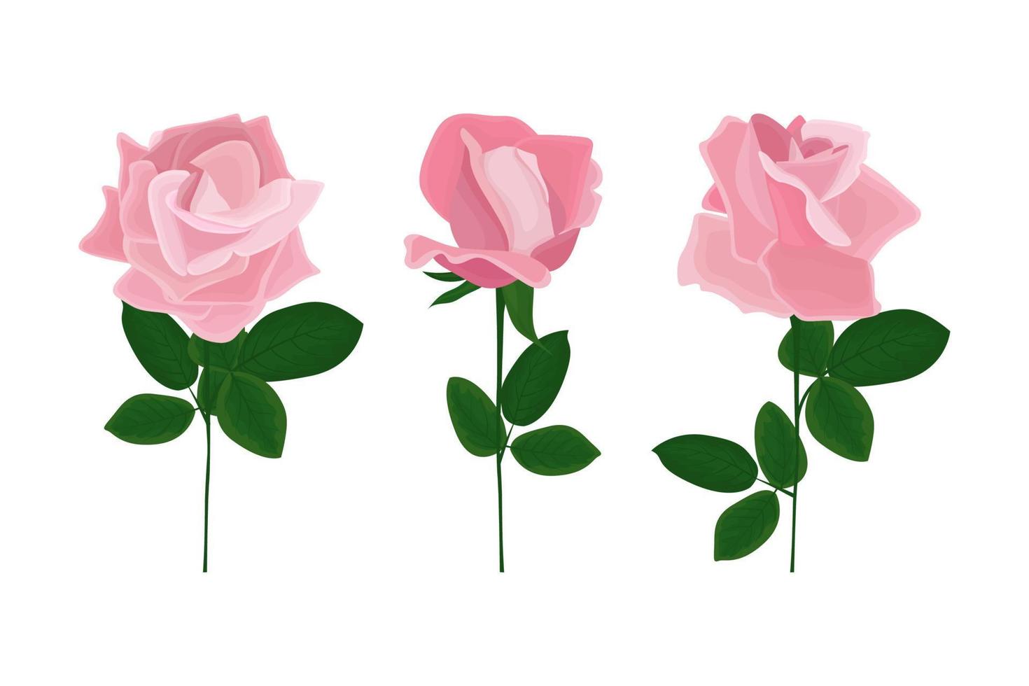 Pink roses cartoon set of illustrations vector