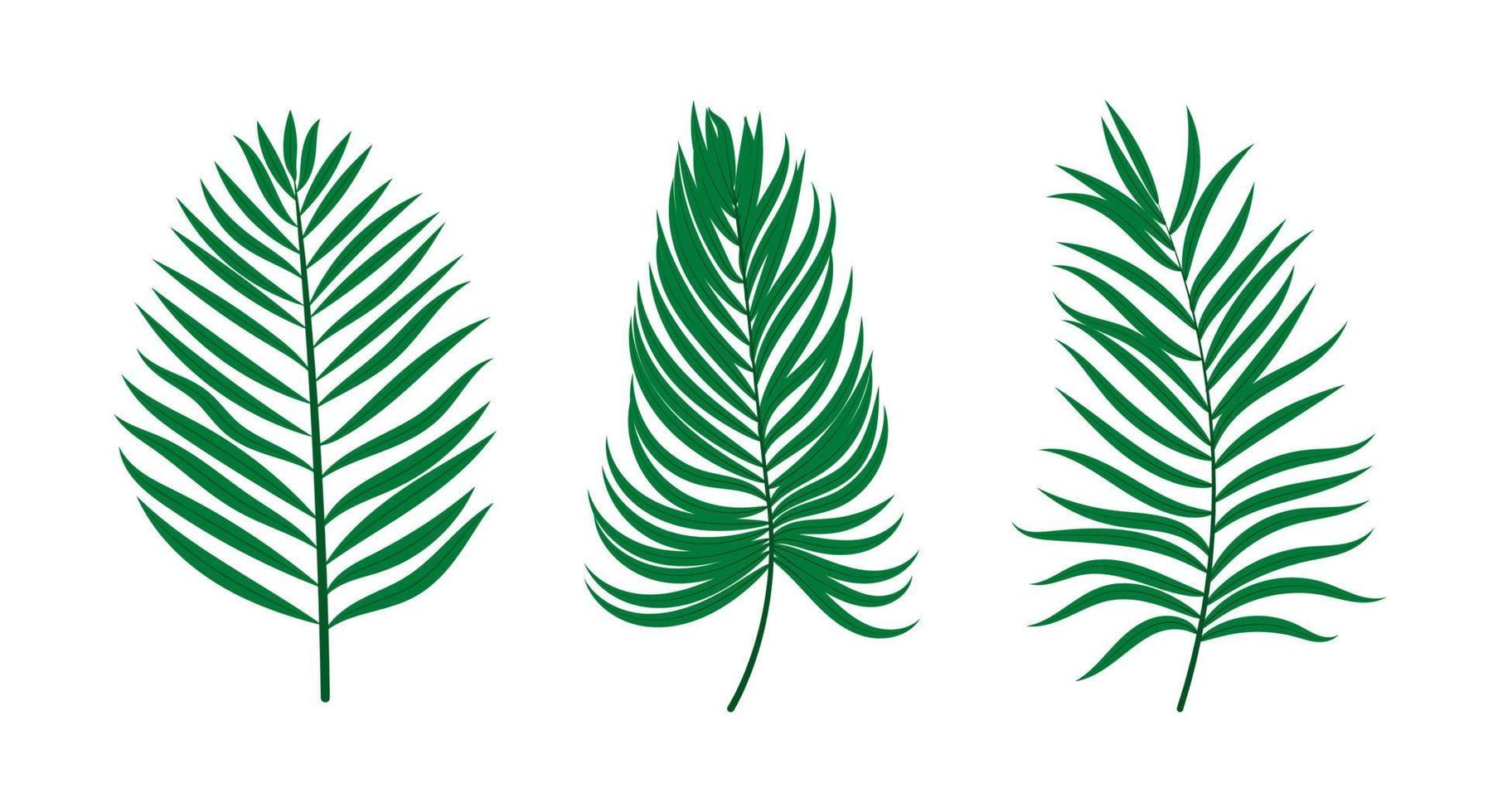 Tropical palm leaves. Vector set of elements for design.