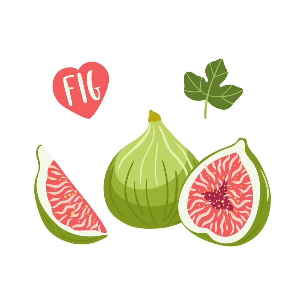 conjunto de frutas de higos de ilustración vectorial dibujada a mano. higo dulce cortado y entero. plantilla para su diseño. vector