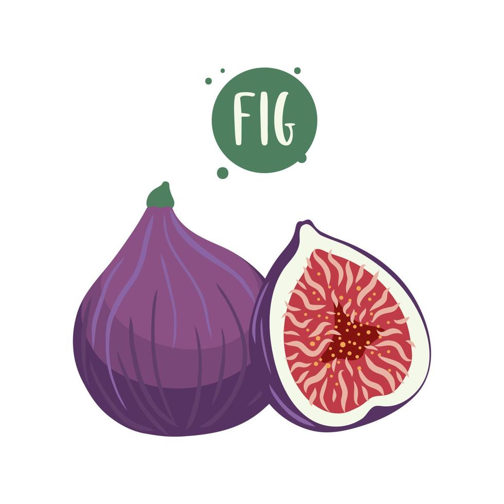 Hand-drawn illustrations of fig fruits. Sliced and whole cartoon Fig. Template for your design. vector