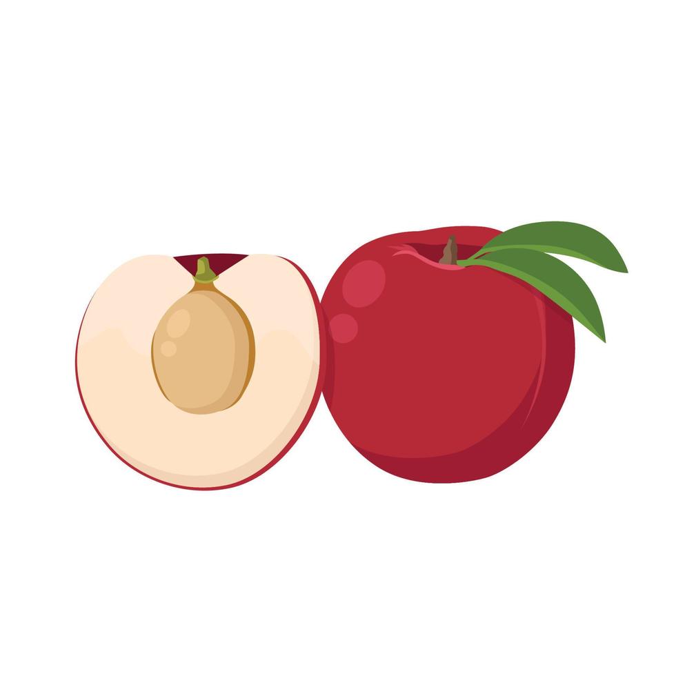 Flat vector of Nectarines, Stone fruit family isolated on white background. Flat illustration graphic icon