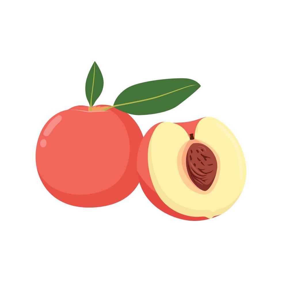 vector plano de melocotones, familia de frutas de piedra aislada sobre fondo blanco. icono gráfico de ilustración plana