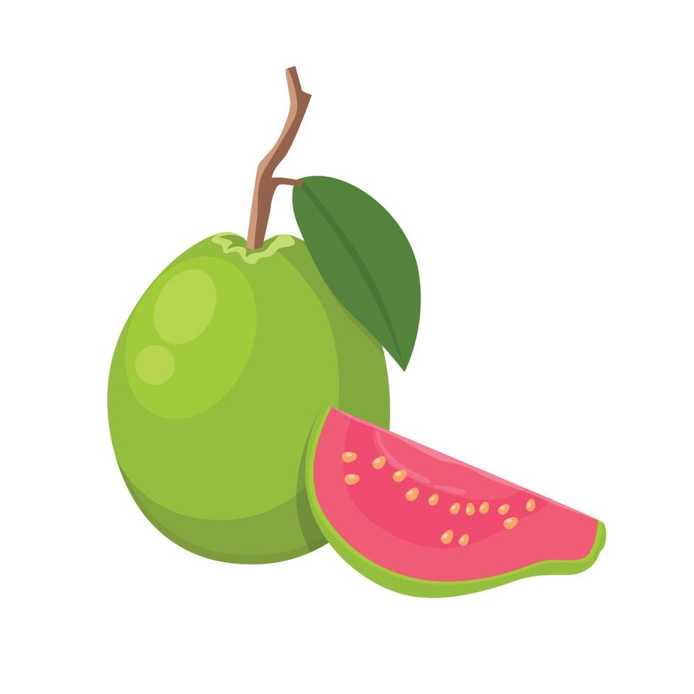 Flat vector of Guava isolated on white background. Flat illustration graphic icon