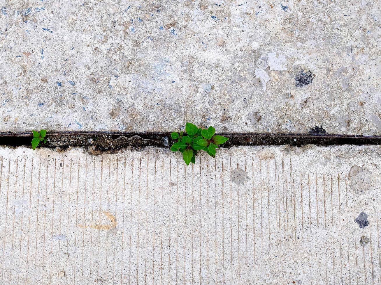 Focus on the green plants growing in the cement trench. photo