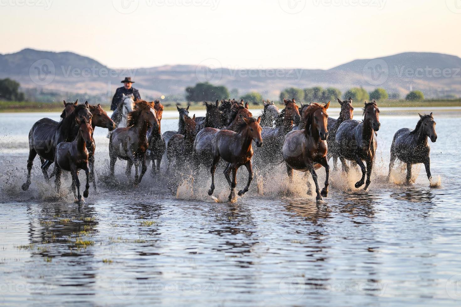 Yilki Horses Running in Water, Kayseri, Turkey photo