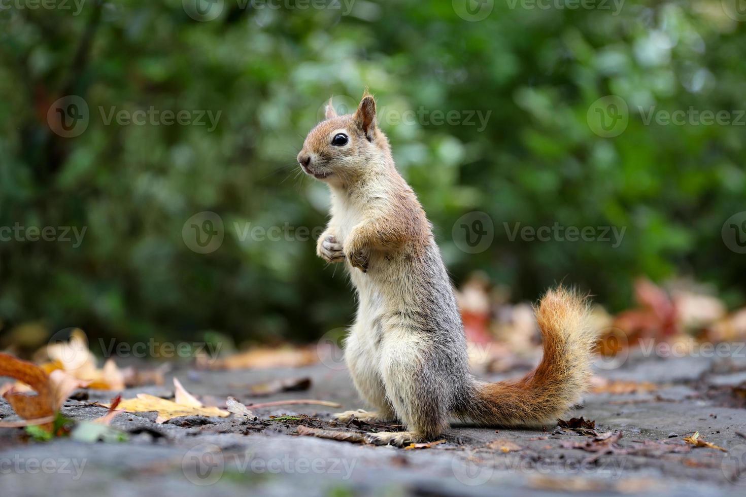 Squirrel posing in forest photo