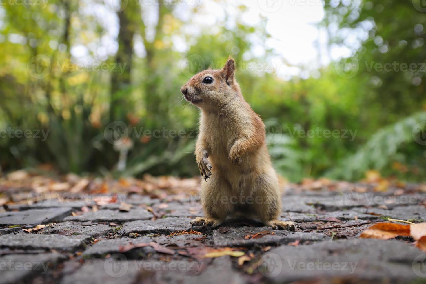 Squirrel posing in forest photo