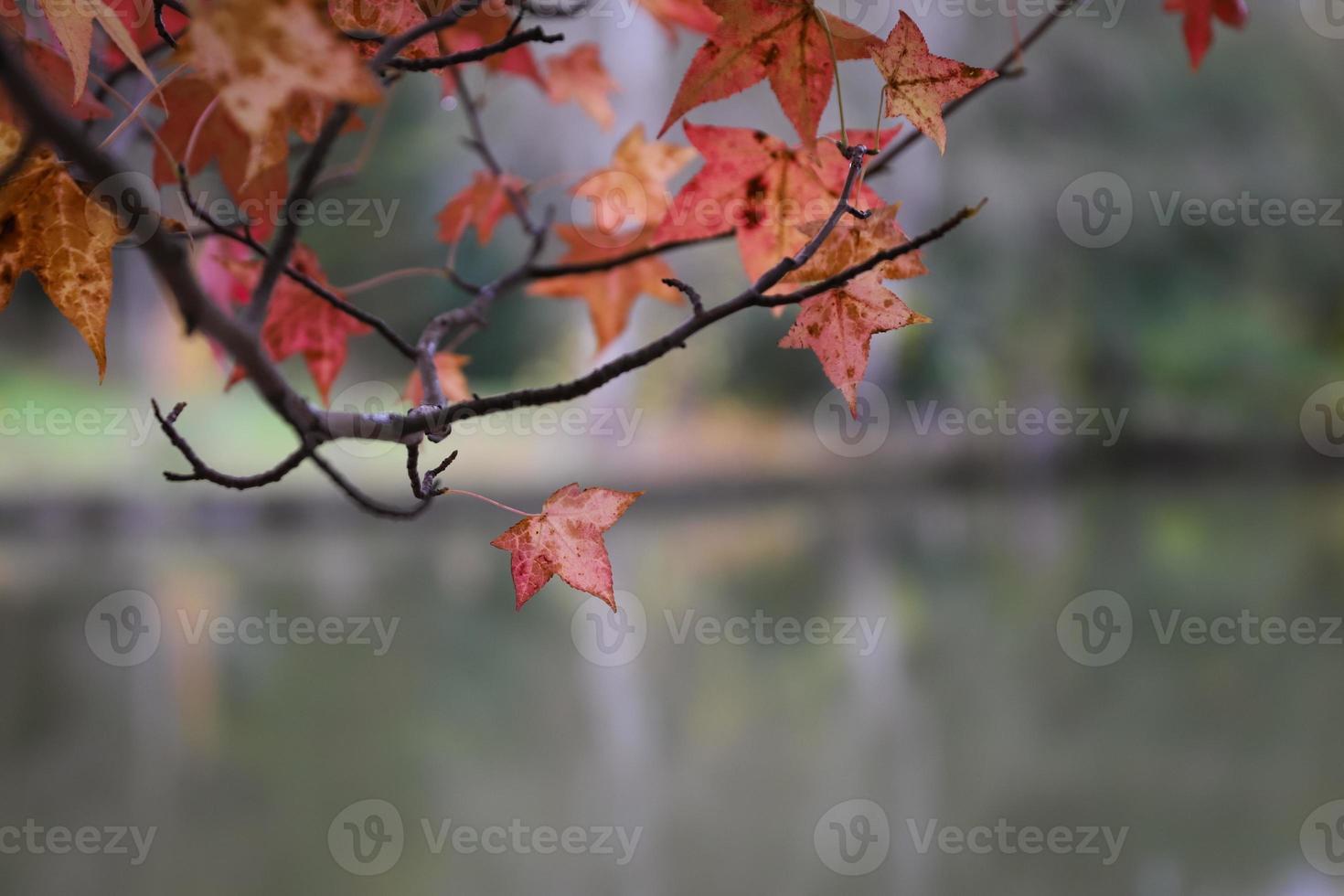 hojas en la rama de un árbol durante el otoño foto