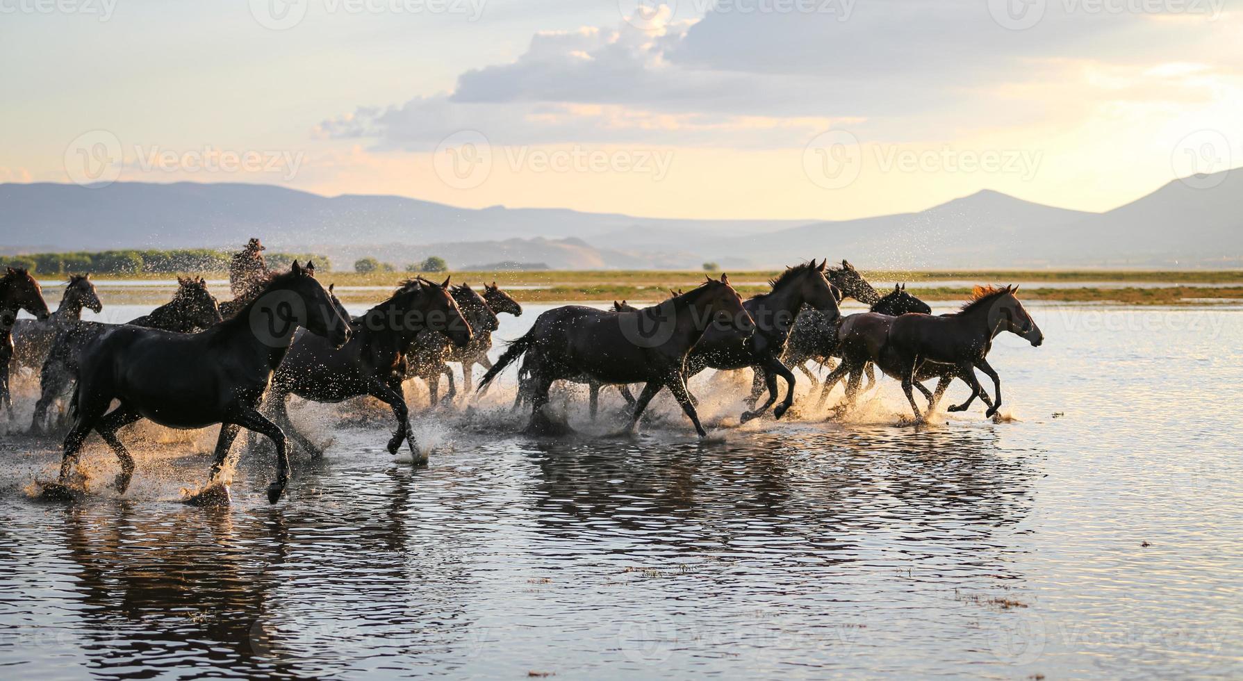 Yilki Horses Running in Water, Kayseri, Turkey photo