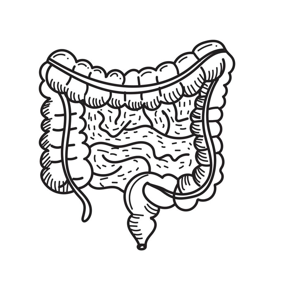 INTESTINES HUMAN ORGAN VECTOR