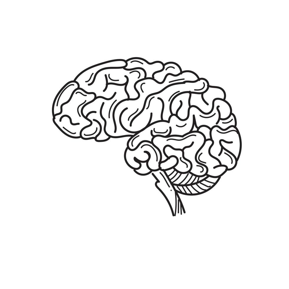 BRAIN HUMAN ORGAN VECTOR