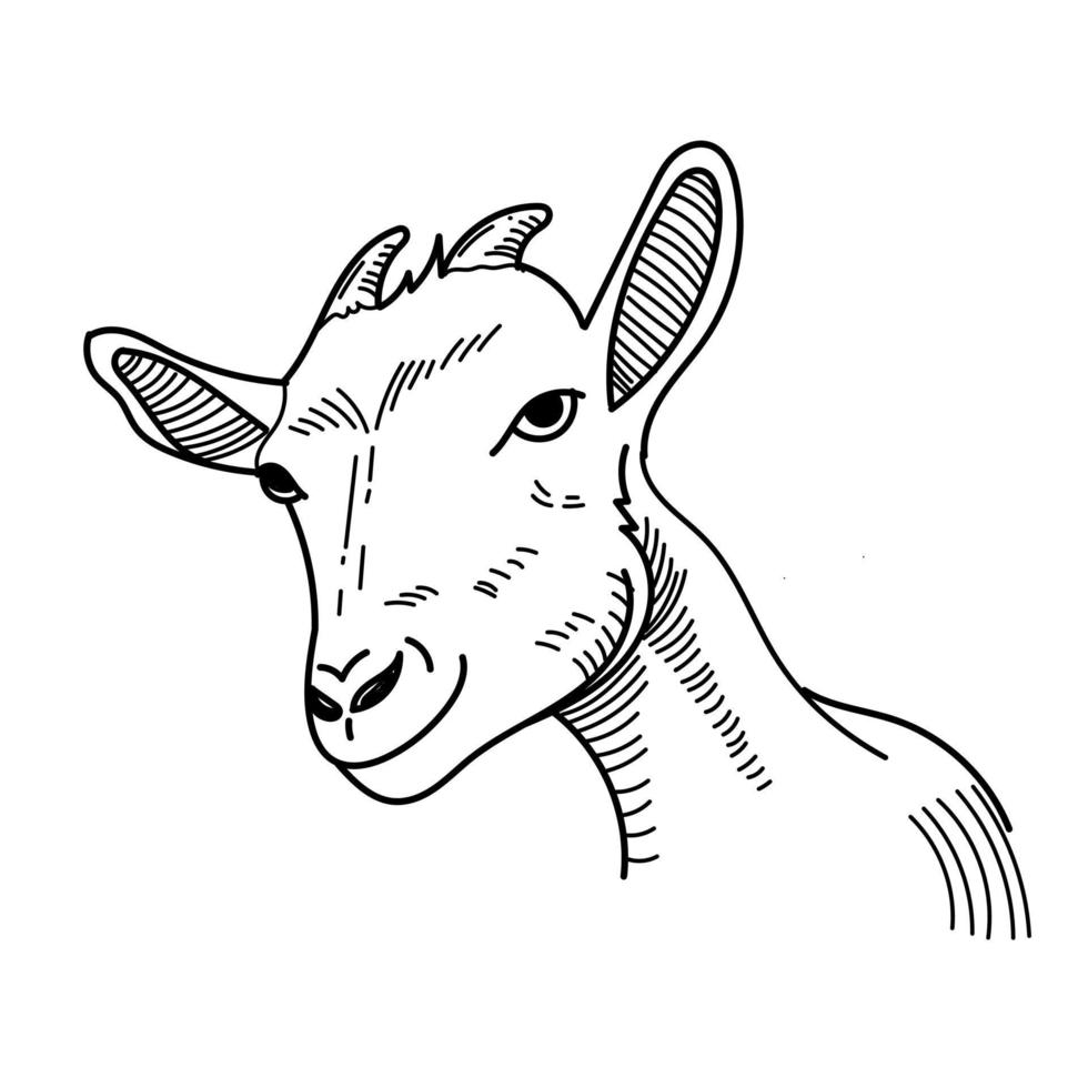 goat vector eid adha goat line art