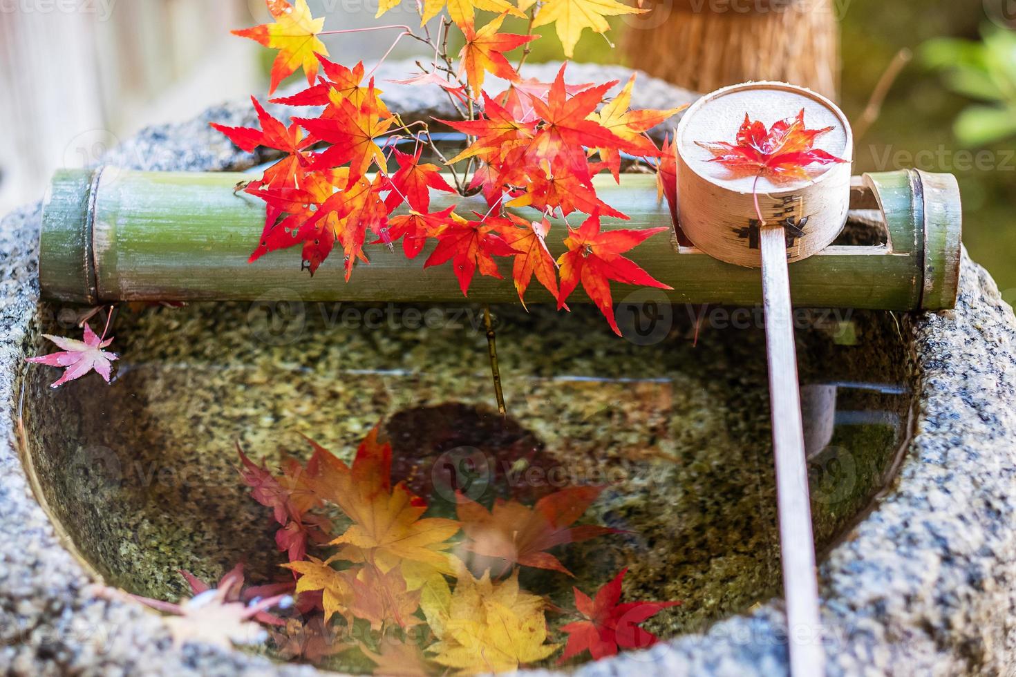 green bamboo and falling red maple in Water stone basin in Japanese garden at Enkoji temple in Kyoto, Japan. Landmark famous in autumn season photo