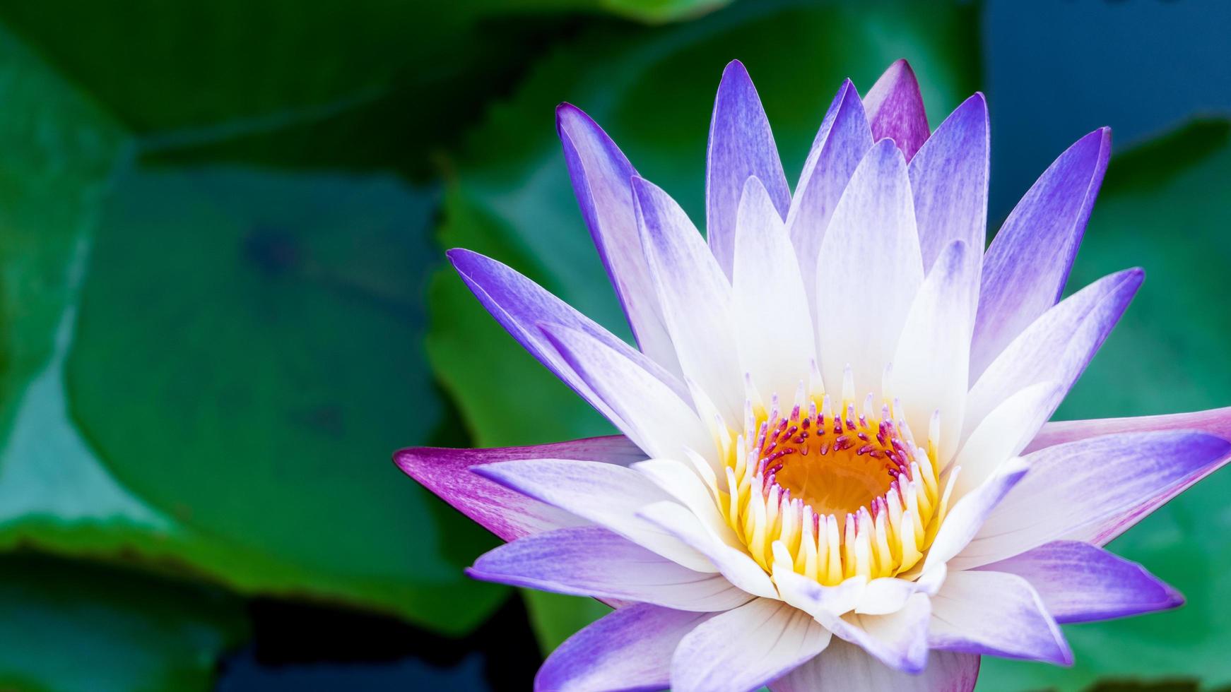 The beauty of lotus flowers blooming in white and purple on the pond.water lily, peace, beauty of nature, is the flower of Buddhism. photo