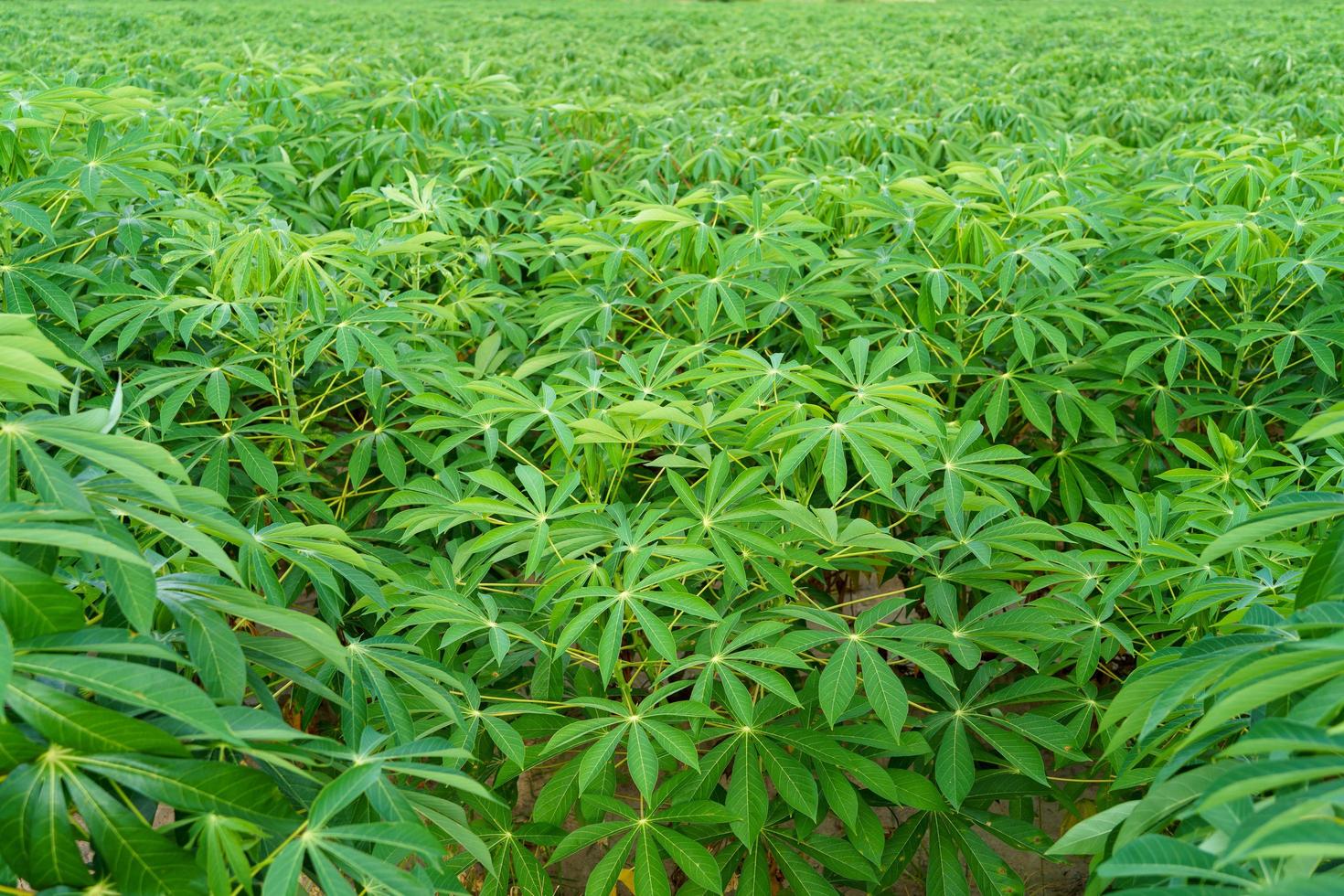 The cassava tree in the cassava mite is growing during the rainy season in Asia, Thailand. photo