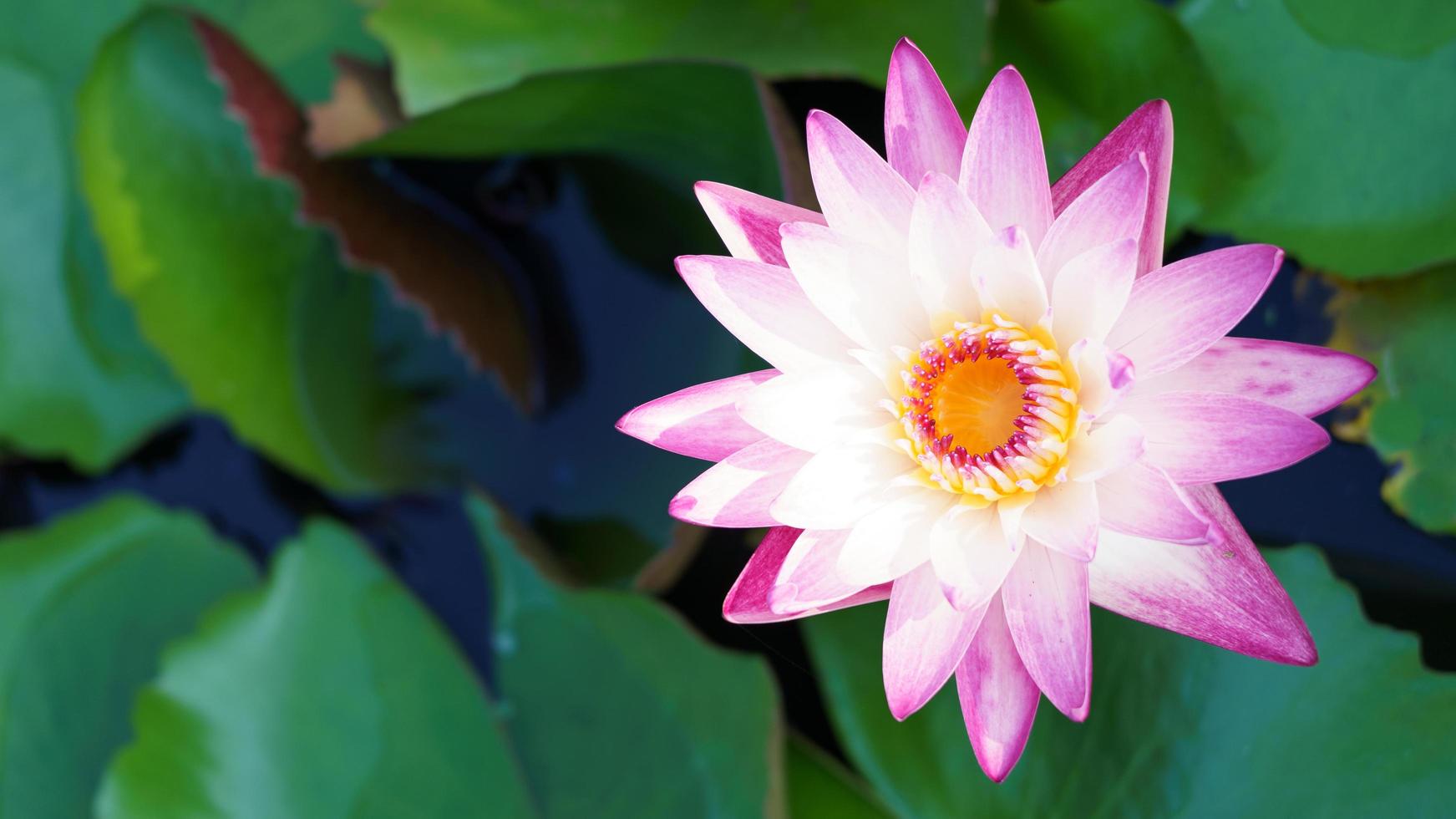 la belleza de las flores de loto que florecen en blanco y púrpura en el estanque. El lirio de agua, la paz, la belleza de la naturaleza, es la flor del budismo. foto