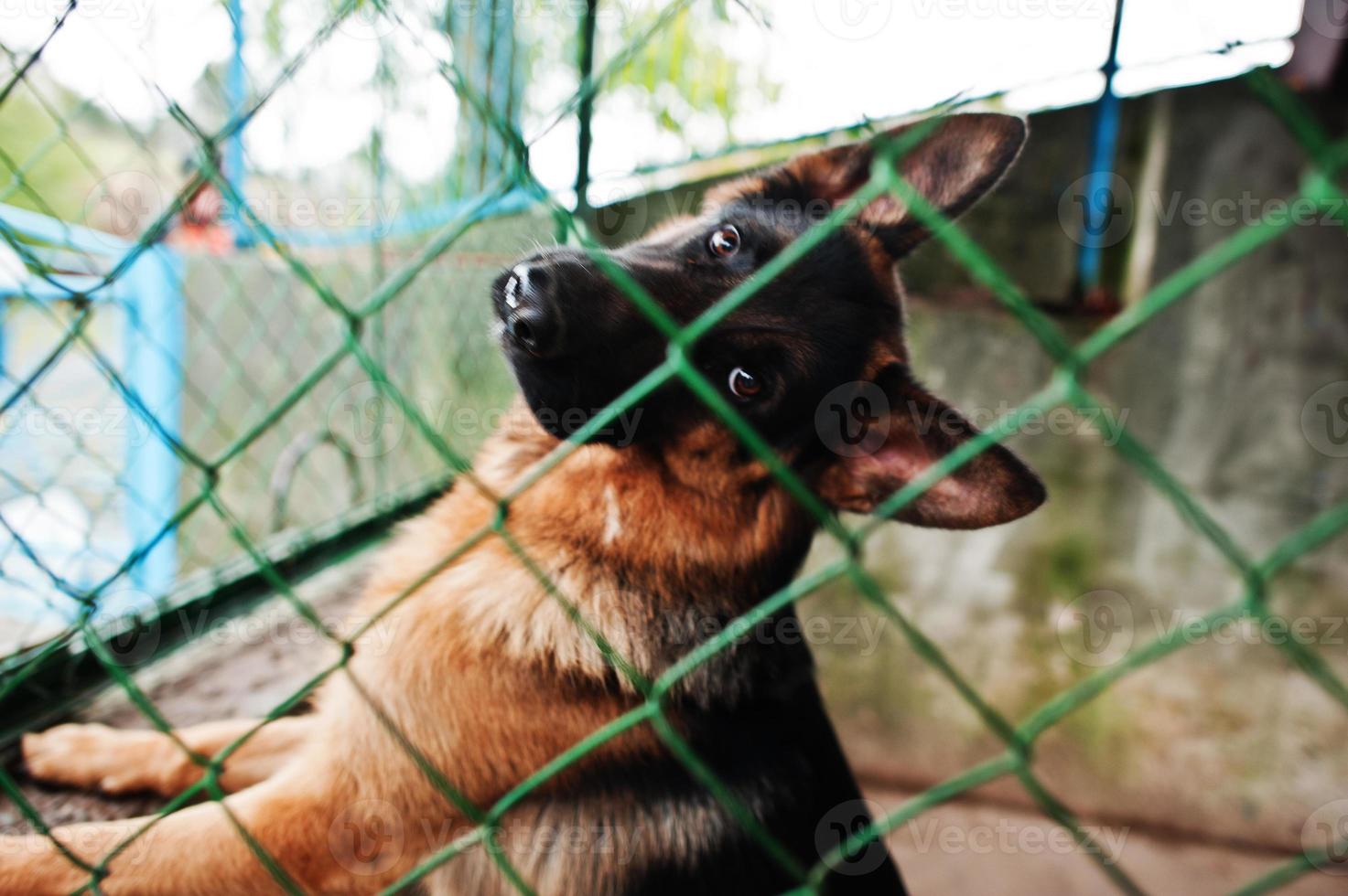 Close-up photo of a dog's snout in a cage.