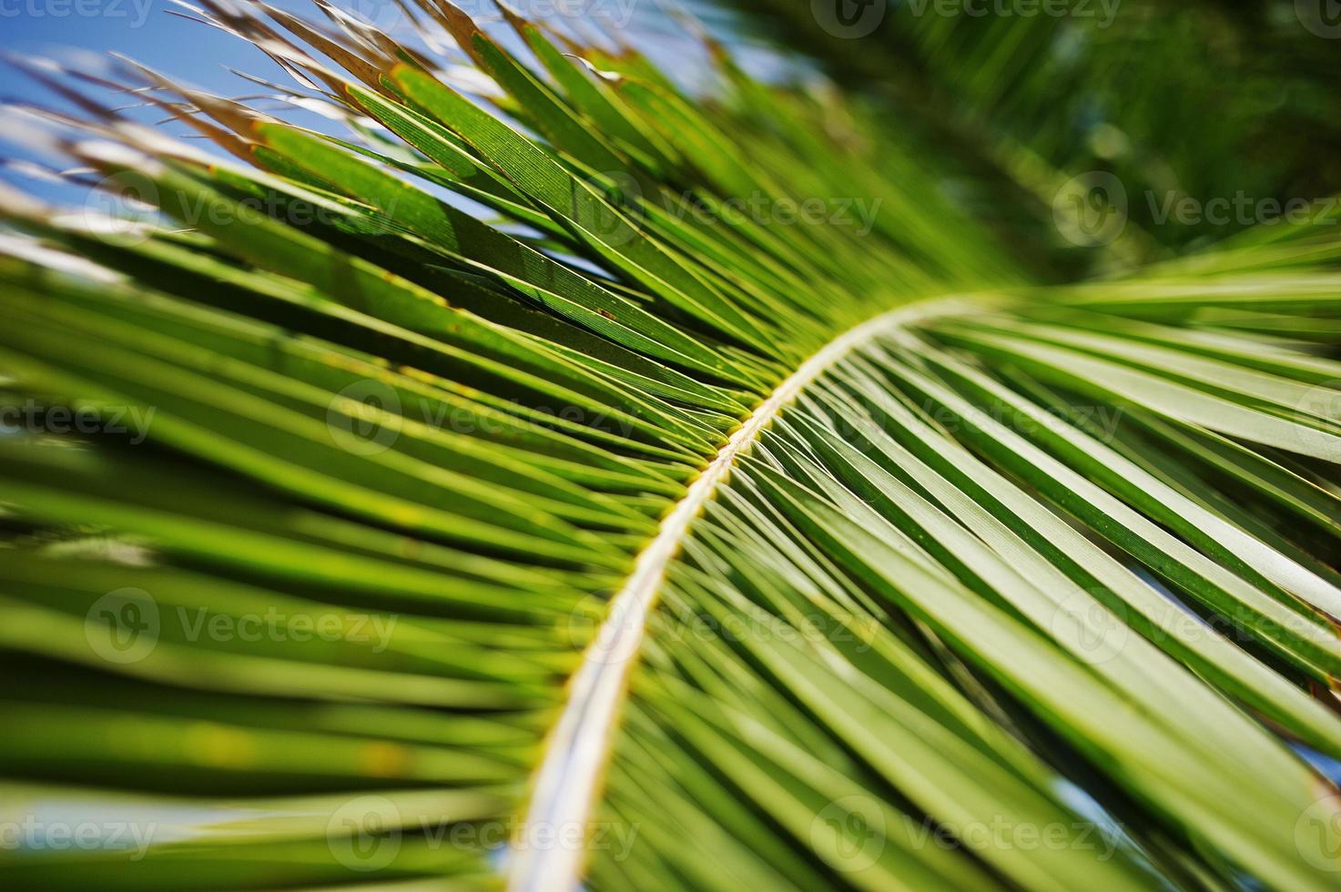 Close-up photo of vibrant green tropical palm leaves.