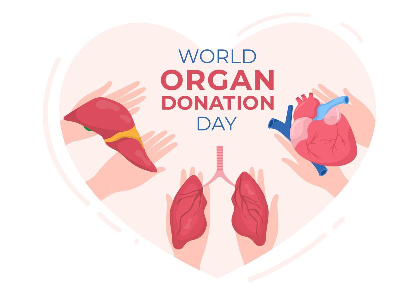 día mundial de la donación de órganos con riñones, corazón, pulmones, ojos o hígado para trasplante, salvando vidas y atención médica en dibujos animados planos vector