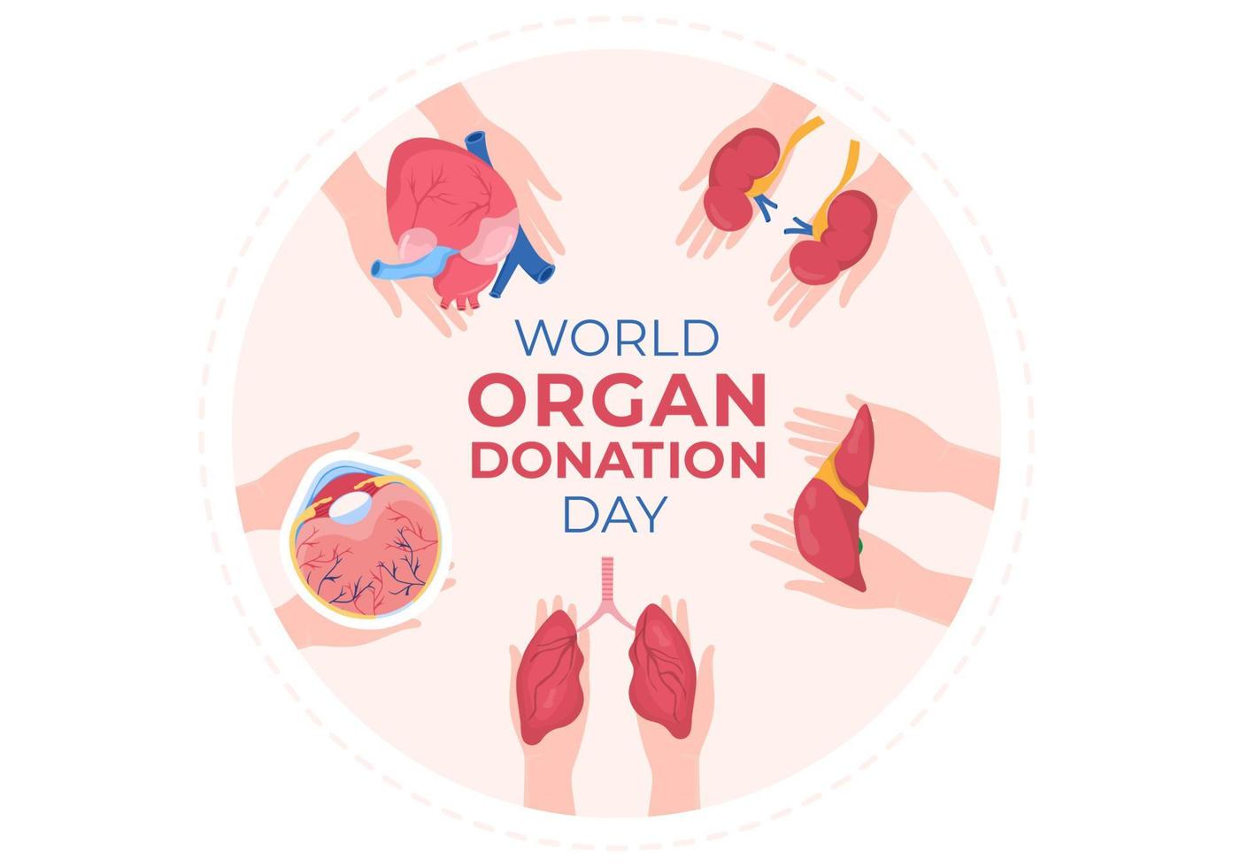 día mundial de la donación de órganos con riñones, corazón, pulmones, ojos o hígado para trasplante, salvando vidas y atención médica en dibujos animados planos vector