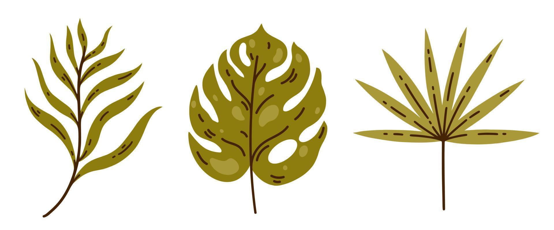 Tropical tree leaves vector set. Hand drawn exotic plant with veins, on a stem. Leaf fan and coconut palm, monstera. Flat cartoon illustration isolated on white. Rainforest botanical collection