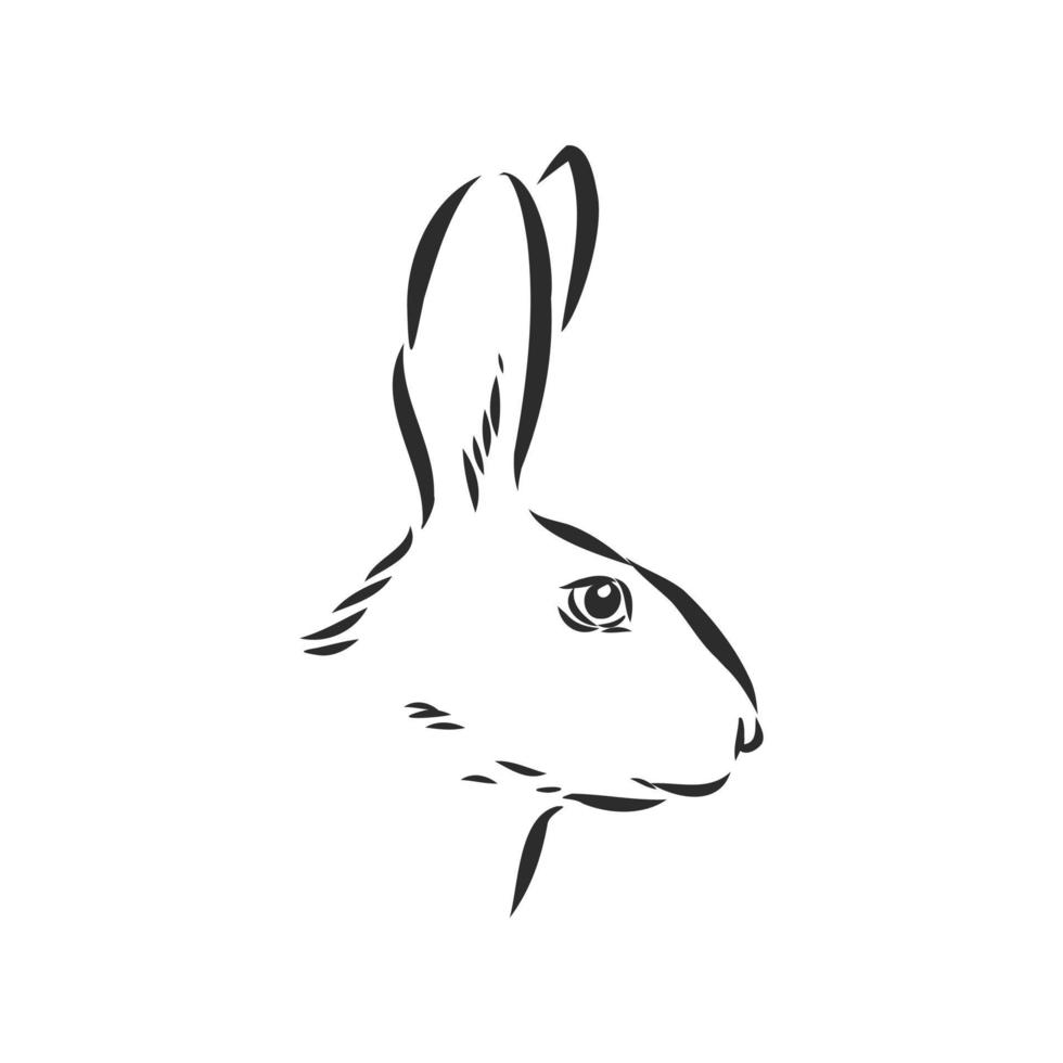 hare vector sketch