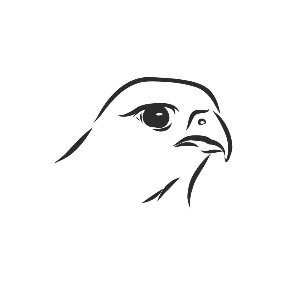 hawk falcon eagle vector sketch