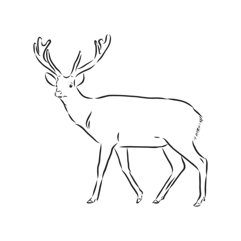 deer vector sketch