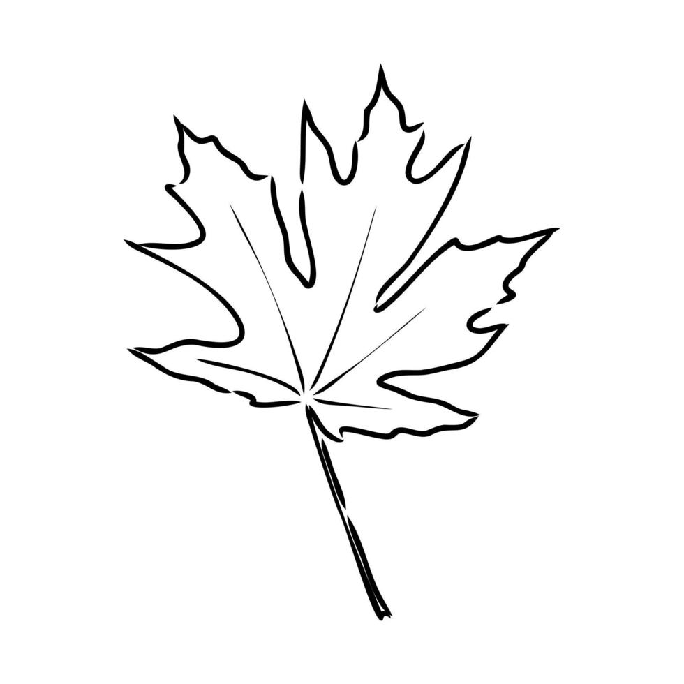 maple leaf vector sketch