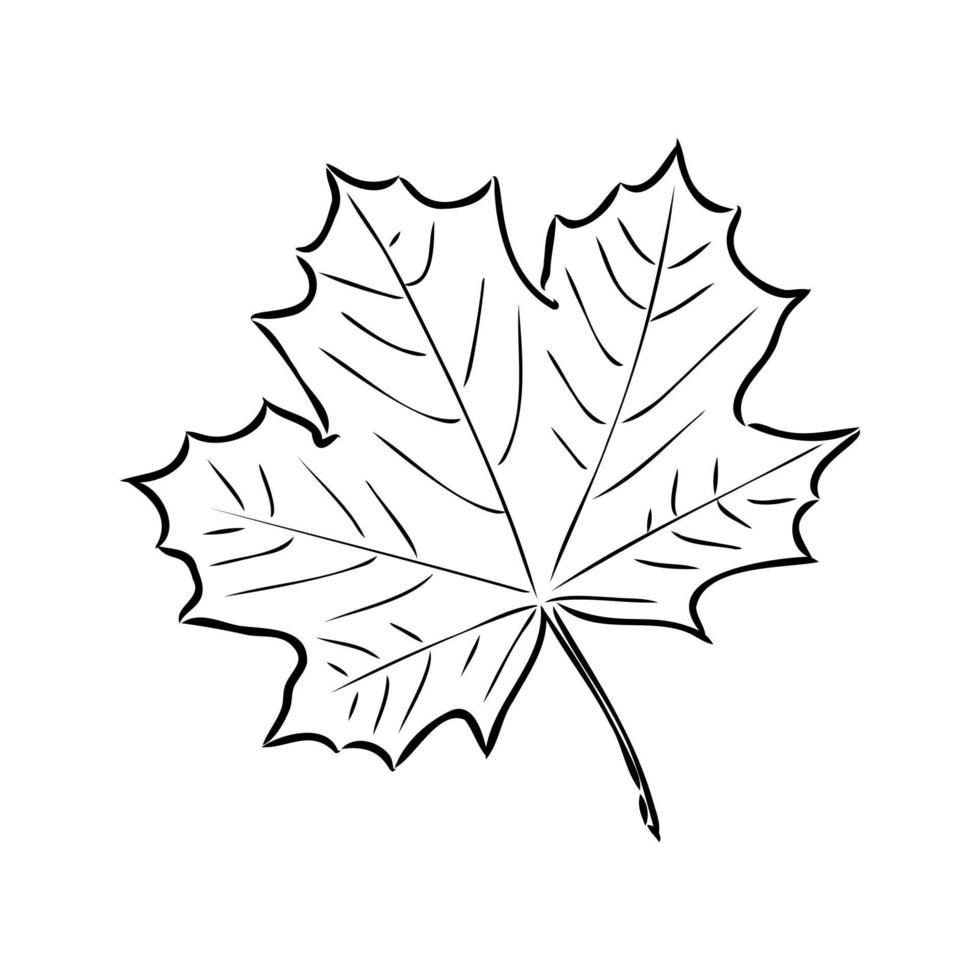 maple leaf vector sketch