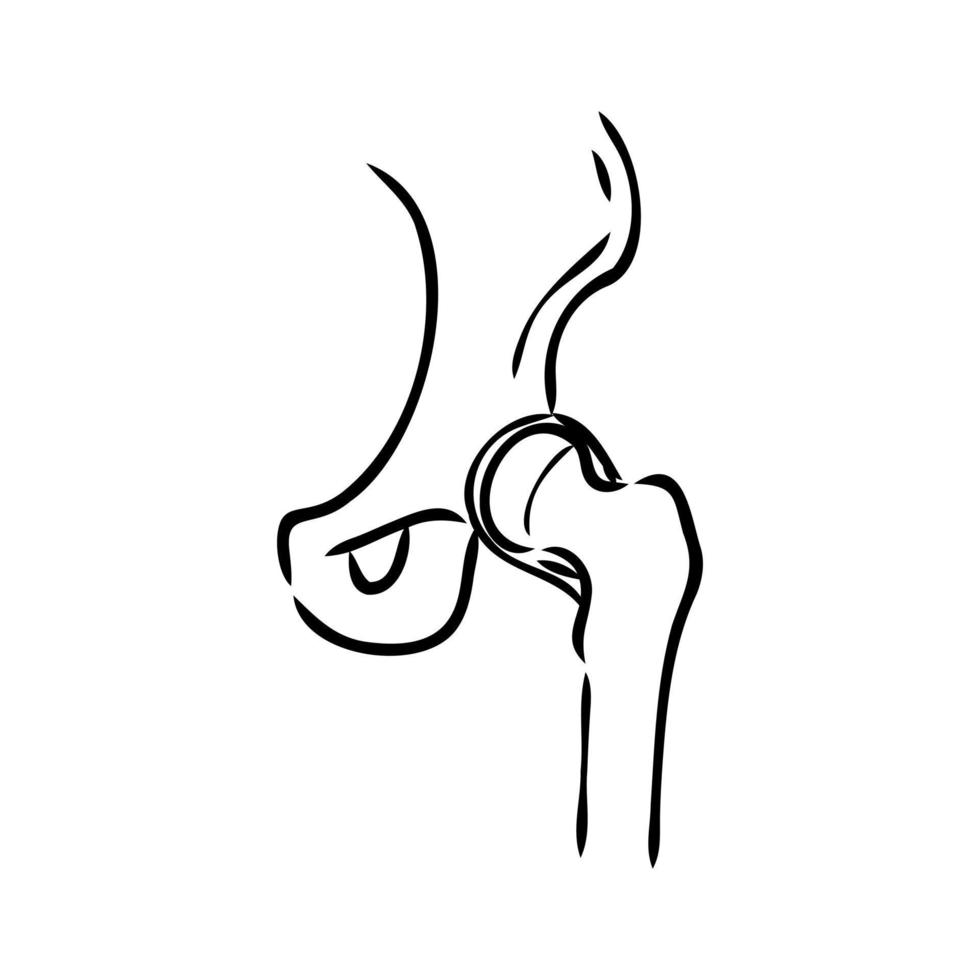 hip joint vector sketch