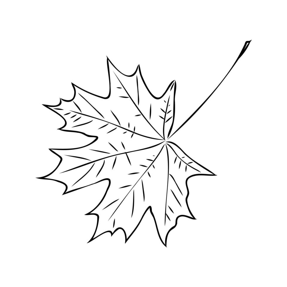 maple leaf vector sketch