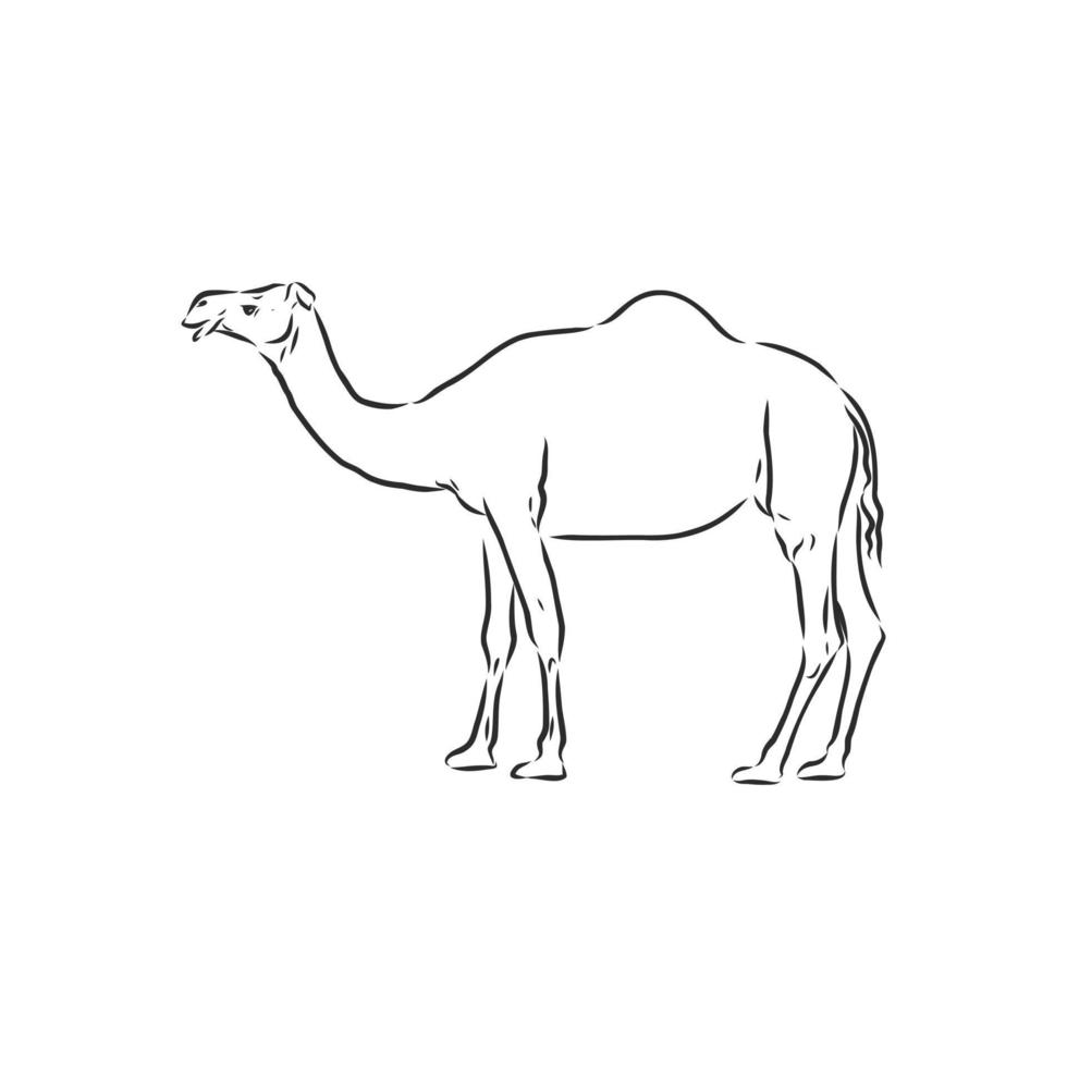 camel vector sketch