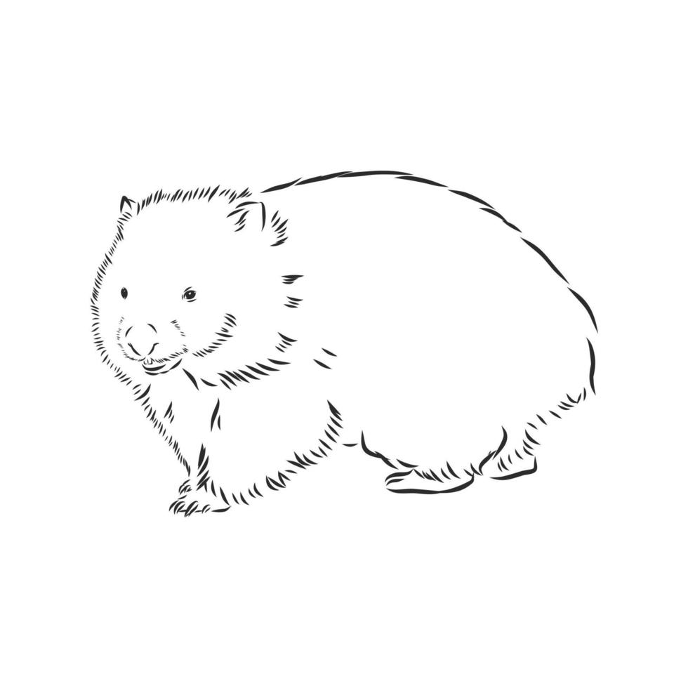 wombat vector sketch