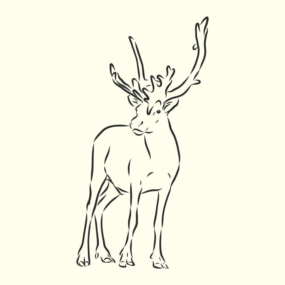 deer vector sketch