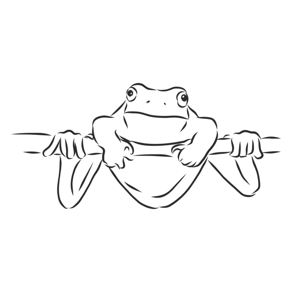 frog vector sketch