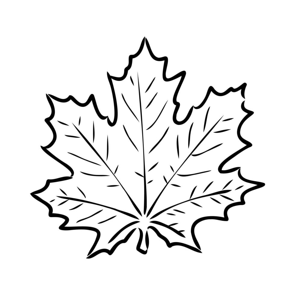 maple leaf vector sketch