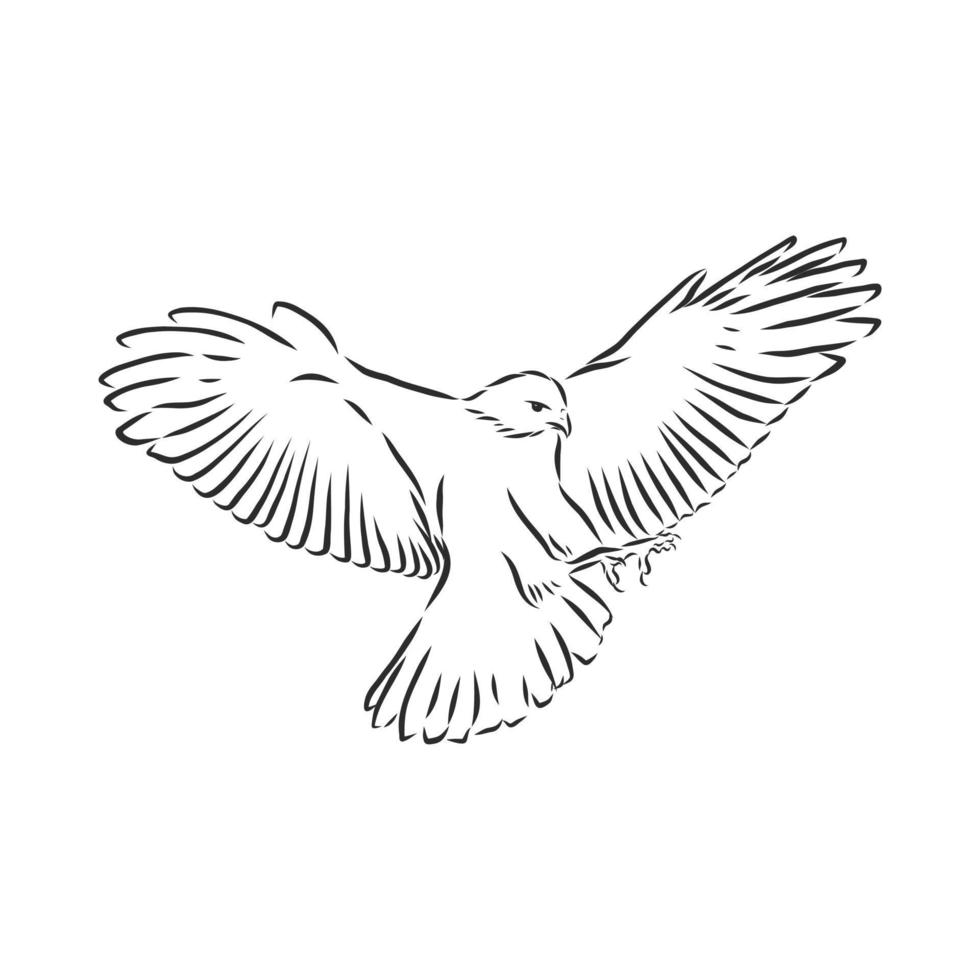 hawk falcon eagle vector sketch