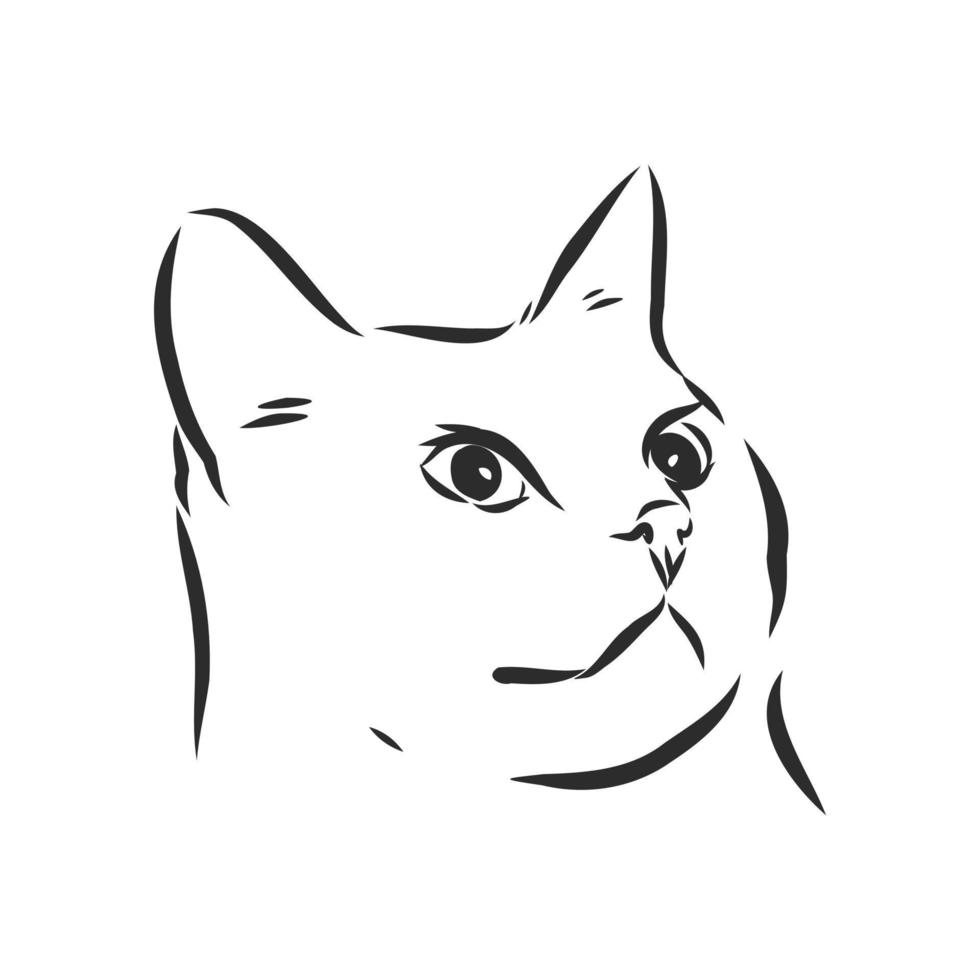 cat vector sketch