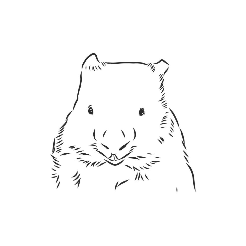 wombat vector sketch