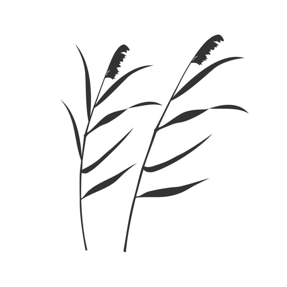 Silhouette reed dry panicles isolated on white background. Swamp vegetation elements for design vector