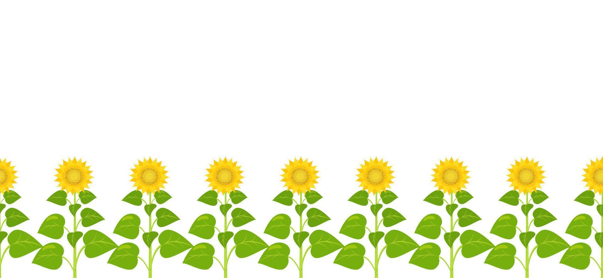 Border horizontal with sunflowers. Vector seamless floral background.