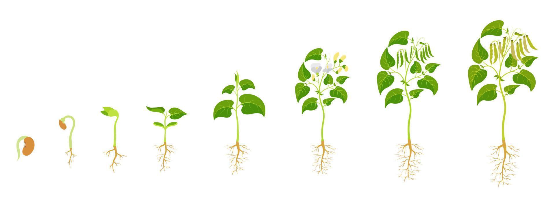 Stages growthf green beans. Legume development infographic. vector