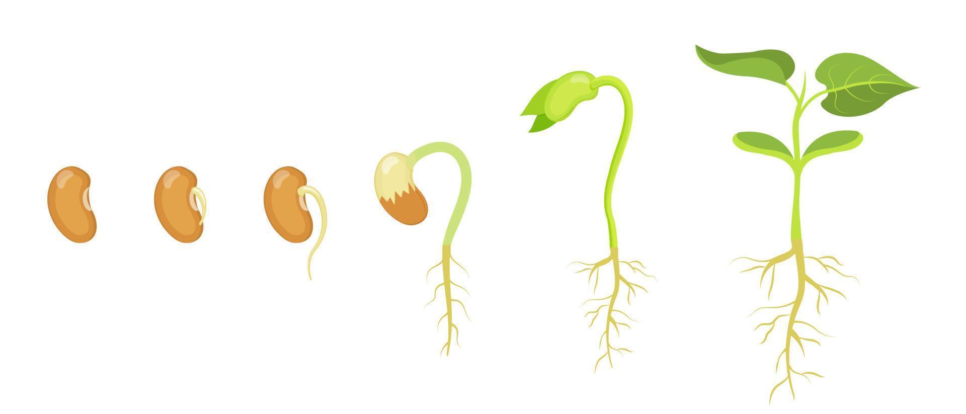 fases de germinación y desarrollo de la semilla de frijol. concepto de desarrollo de gérmenes en biología. vector